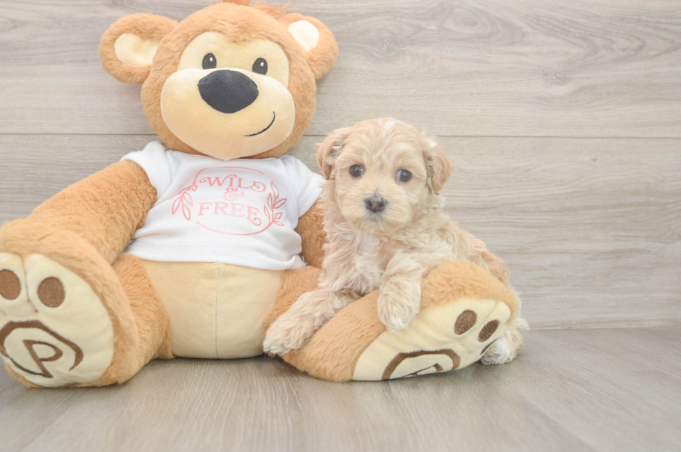 5 week old Maltipoo Puppy For Sale - Simply Southern Pups