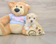 9 week old Maltipoo Puppy For Sale - Simply Southern Pups