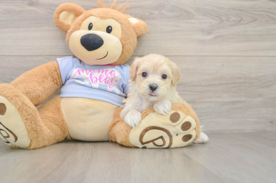 Smart Maltipoo Poodle Mix Pup