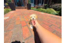 Cute Malt a Poo Poodle Mix Puppy