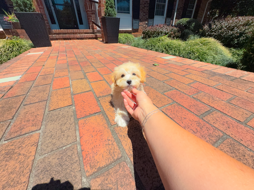 Cute Malt a Poo Poodle Mix Puppy