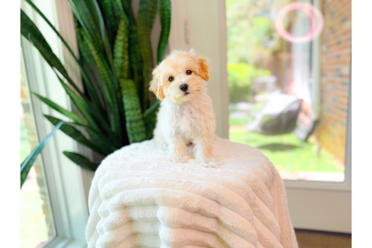 Maltipoo Pup Being Cute