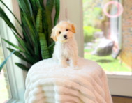 11 week old Maltipoo Puppy For Sale - Simply Southern Pups