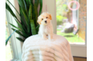 Maltipoo Pup Being Cute