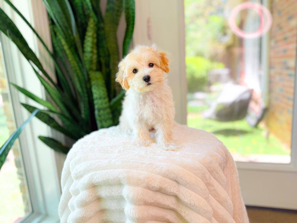 Maltipoo Pup Being Cute