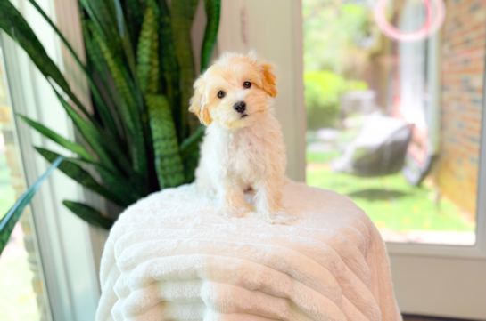 Maltipoo Pup Being Cute