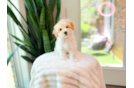 Cute Malt a Poo Poodle Mix Puppy