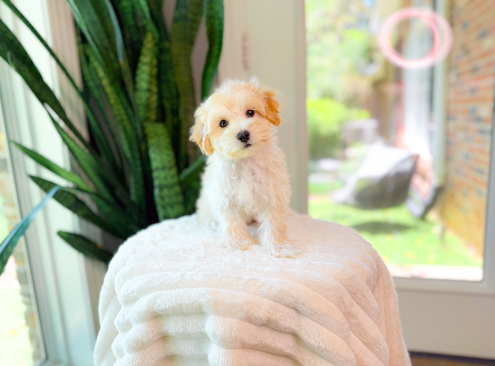Cute Malt a Poo Poodle Mix Puppy
