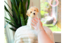 Maltipoo Pup Being Cute
