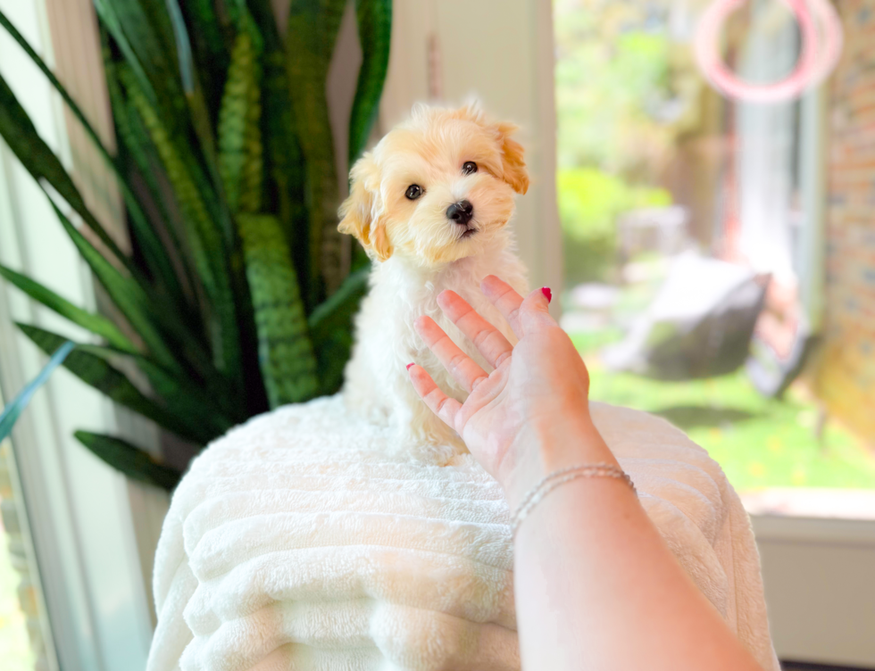 Maltipoo Pup Being Cute