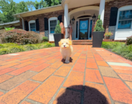 10 week old Maltipoo Puppy For Sale - Simply Southern Pups