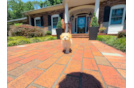 Maltipoo Puppy for Adoption