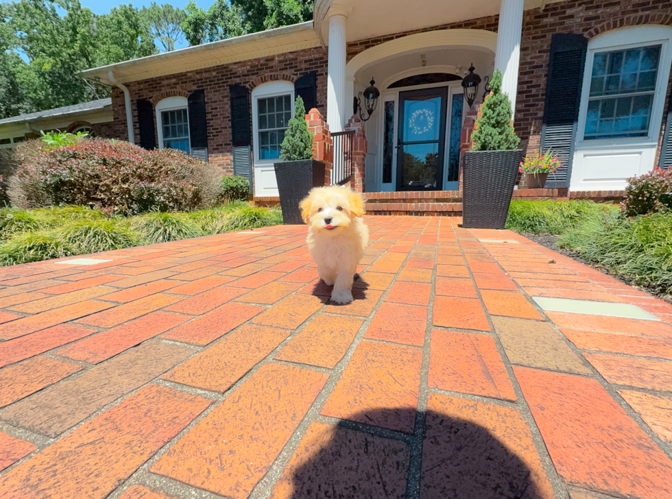 Maltipoo Puppy for Adoption