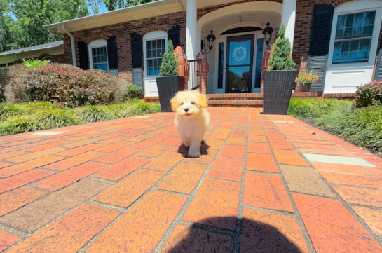 Maltipoo Puppy for Adoption
