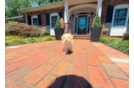 Cute Maltipoo Poodle Mix Pup