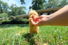 Maltipoo Pup Being Cute