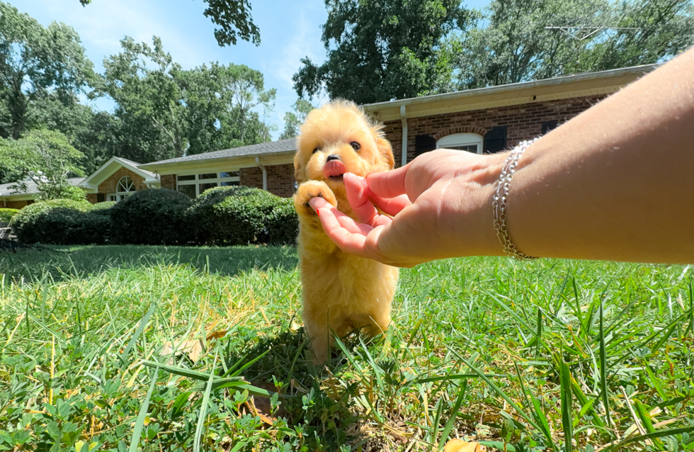 Maltipoo Pup Being Cute