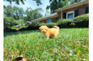Maltipoo Puppy for Adoption