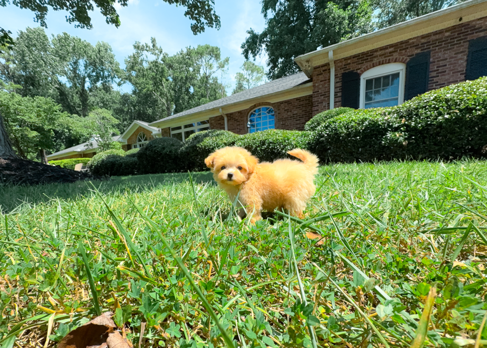 Maltipoo Puppy for Adoption