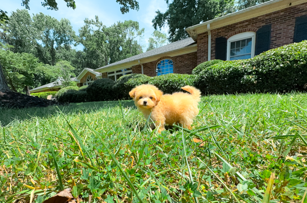 9 week old Maltipoo Puppy For Sale - Simply Southern Pups