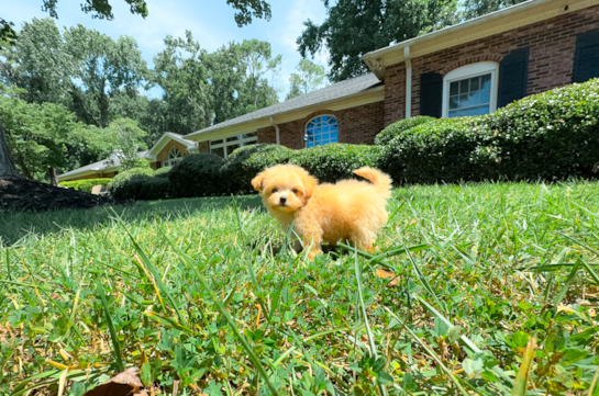 Maltipoo Puppy for Adoption