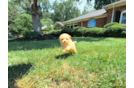 Cute Maltipoo Baby