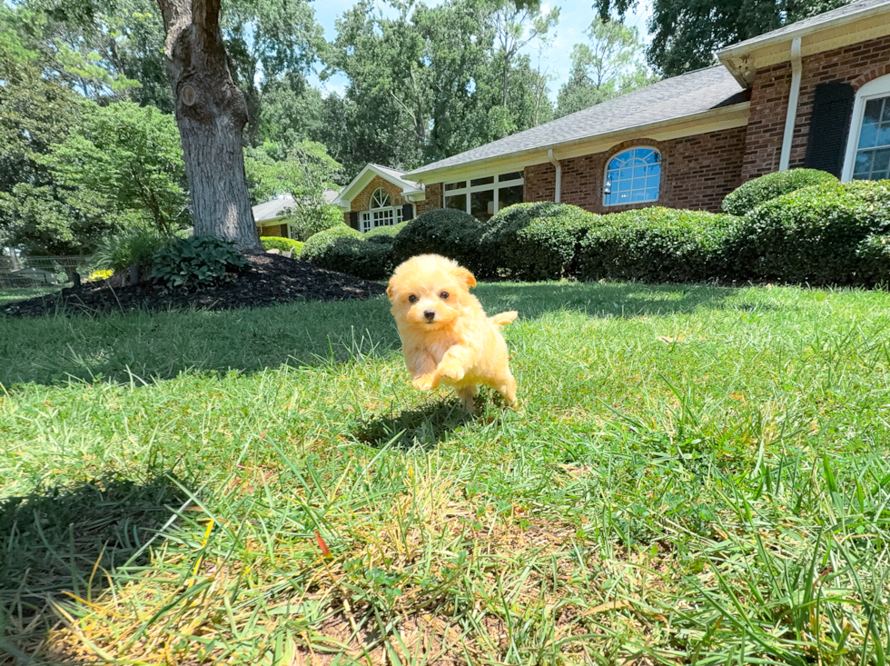 Cute Maltipoo Baby