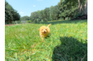 Cute Maltipoo Baby