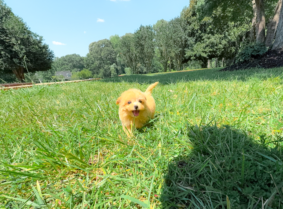 Cute Maltipoo Baby