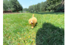 Best Maltipoo Baby