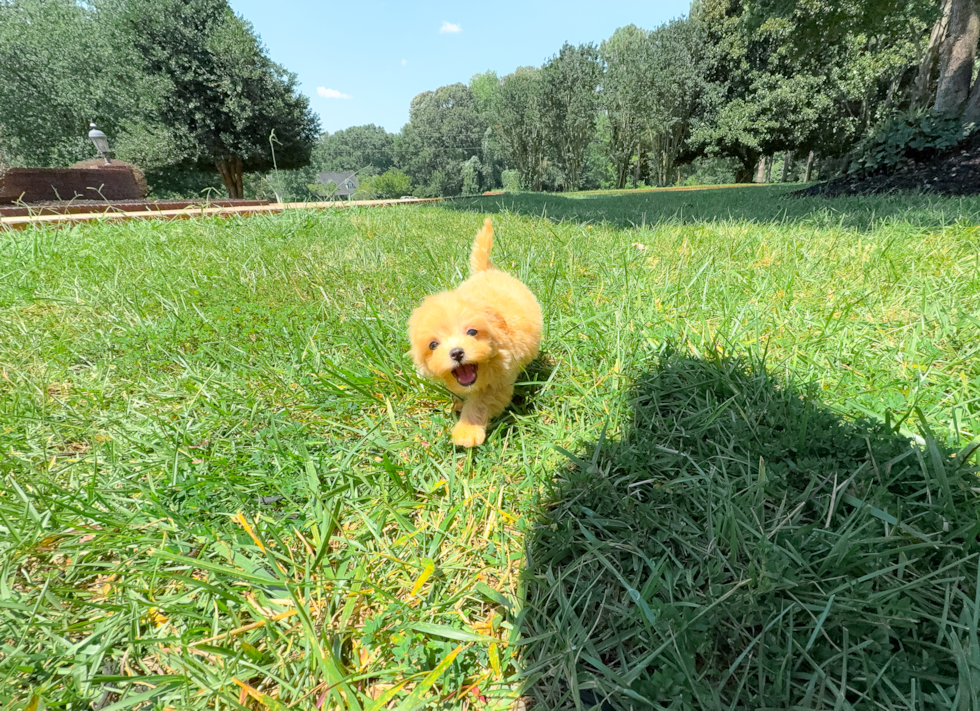 Best Maltipoo Baby