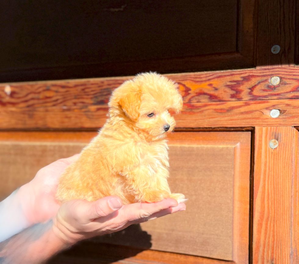 Maltipoo Pup Being Cute