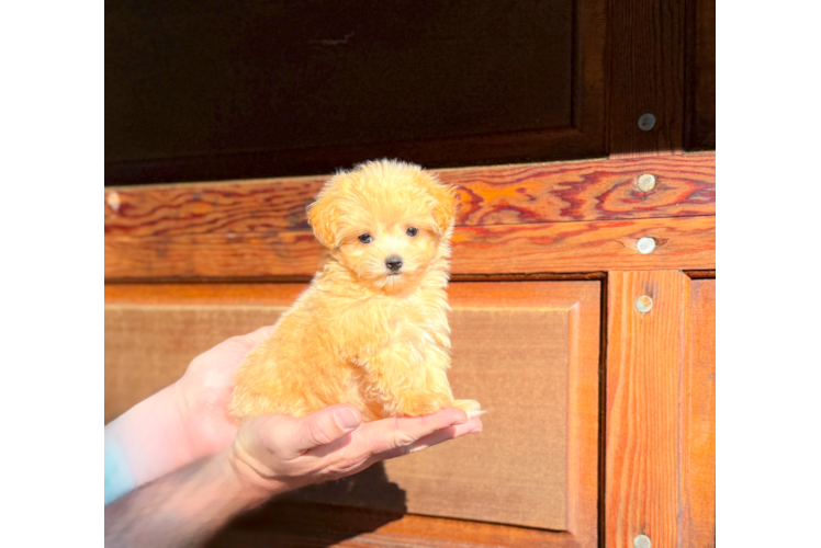 Cute Maltipoo Poodle Mix Pup