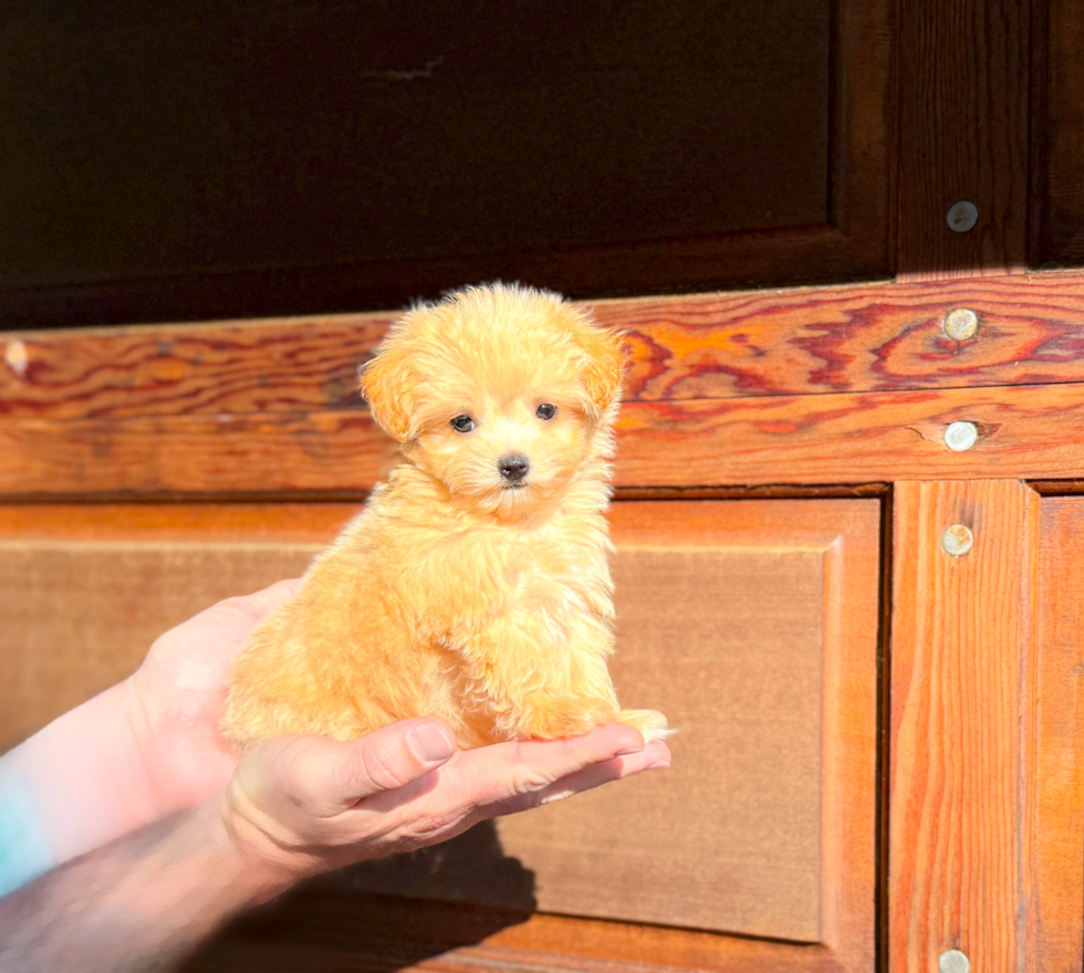 Cute Maltipoo Poodle Mix Pup
