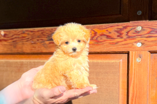 Cute Maltipoo Poodle Mix Pup