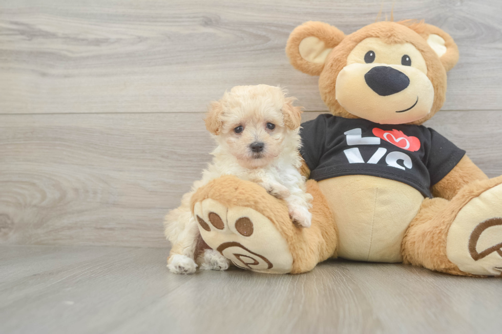 Maltipoo Puppy for Adoption