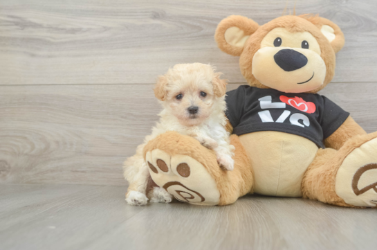 Maltipoo Puppy for Adoption