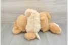 Best Maltipoo Baby