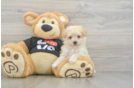 Maltipoo Pup Being Cute