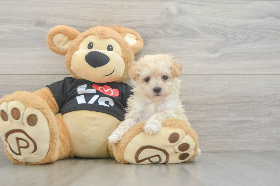 Maltipoo Pup Being Cute