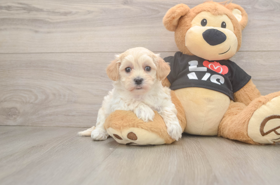 7 week old Maltipoo Puppy For Sale - Simply Southern Pups