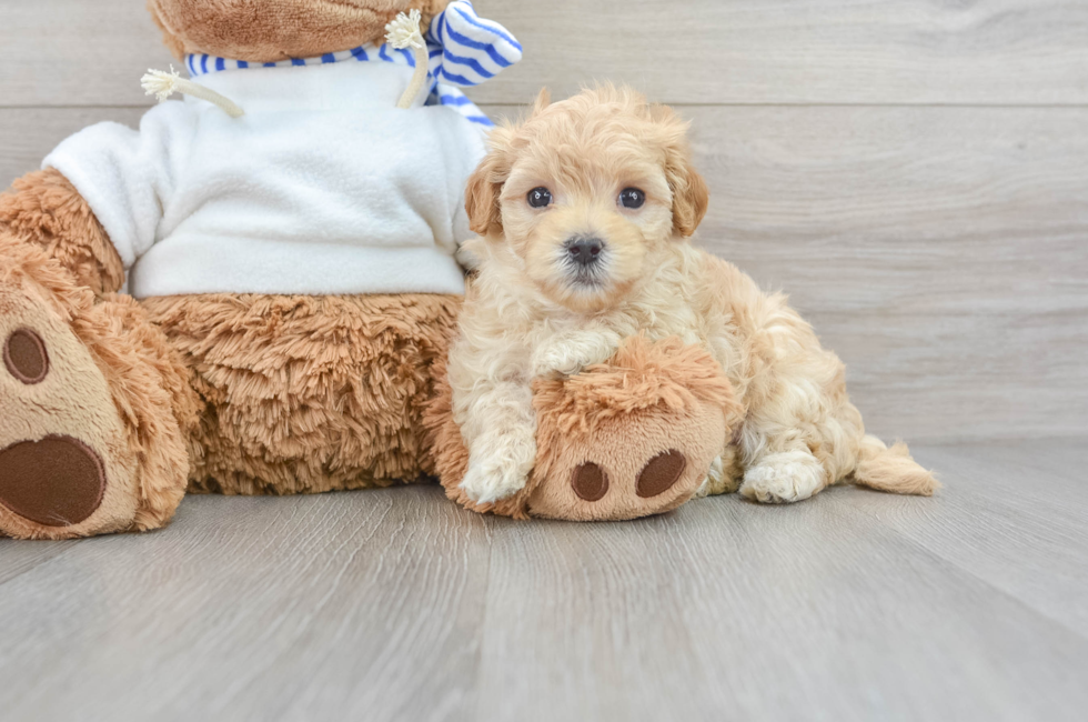 7 week old Maltipoo Puppy For Sale - Simply Southern Pups