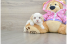 Maltipoo Pup Being Cute