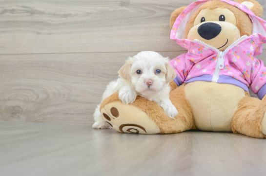 Maltipoo Pup Being Cute