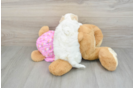 Small Maltipoo Baby