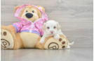 Cute Maltipoo Baby