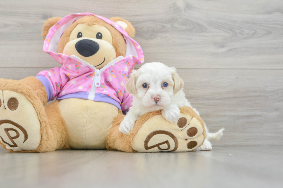 Cute Maltipoo Baby