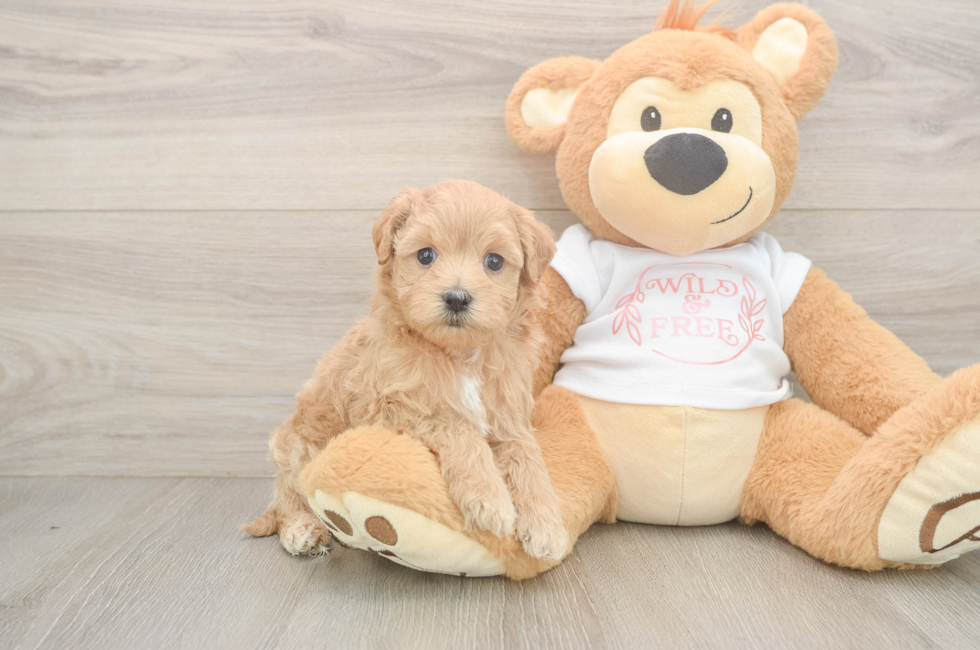 5 week old Maltipoo Puppy For Sale - Simply Southern Pups