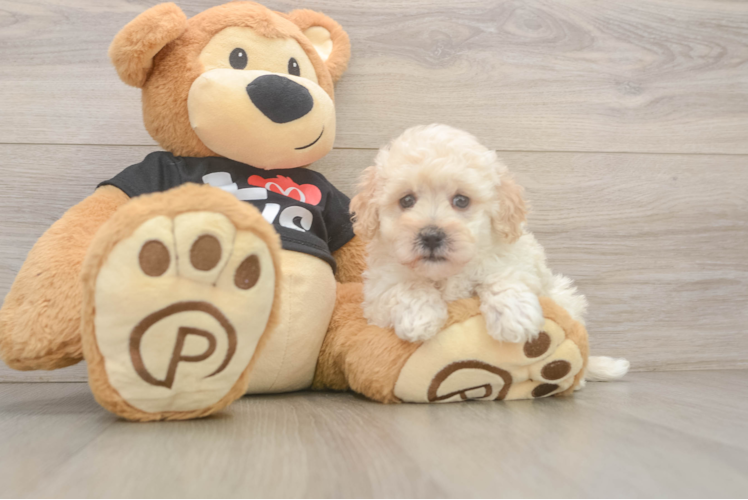 Maltipoo Pup Being Cute