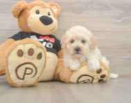 8 week old Maltipoo Puppy For Sale - Simply Southern Pups